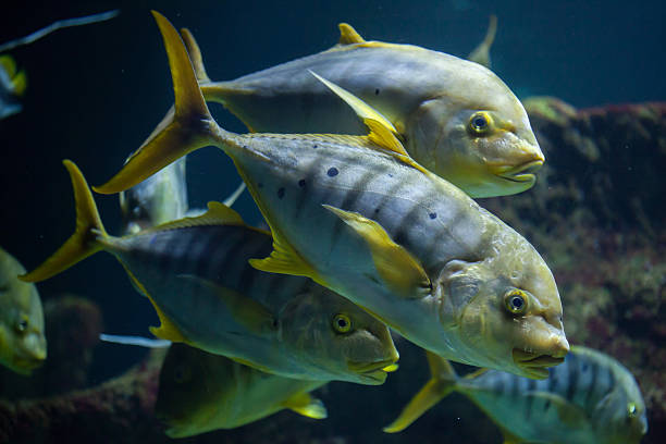 istock Golden trevally (Gnathanodon speciosus) 627035506