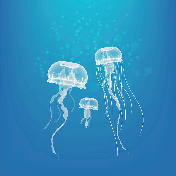Jellyfish Fully editable in Adobe Illustrator,(Eps 10 + transparency effects used .)  jellyfish stock illustrations