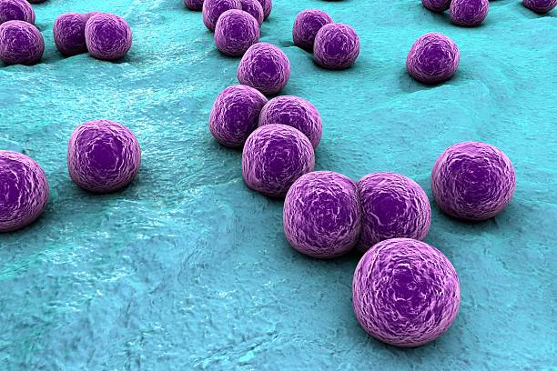 피부 표면에 황색포도상구균 - staphylococcus aureus 뉴스 사진 이미지