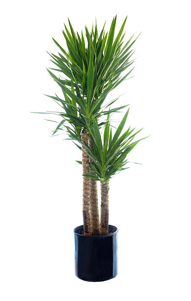 Large Potted Thornless Yucca Isolated on White