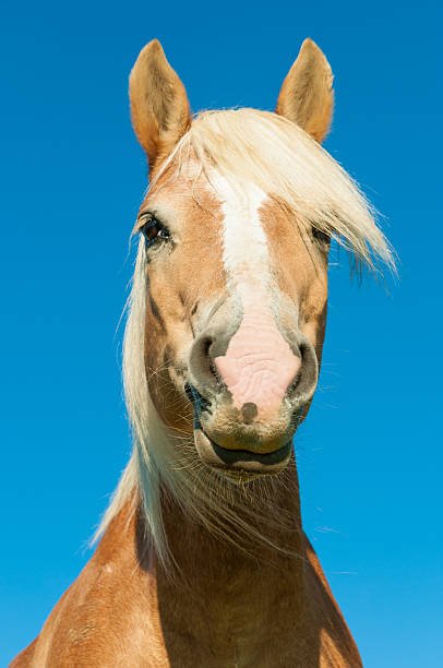 curious Haflinger horse in front of blue sky