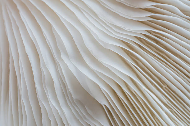 istock abstract background macro of Sajor-caju Mushroom 627040860