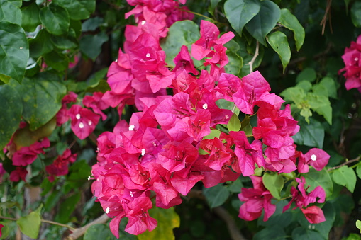 Beautiful red bougainvillea flowers. This tropical plant is a favorite in southern locales where they provide abundant color.