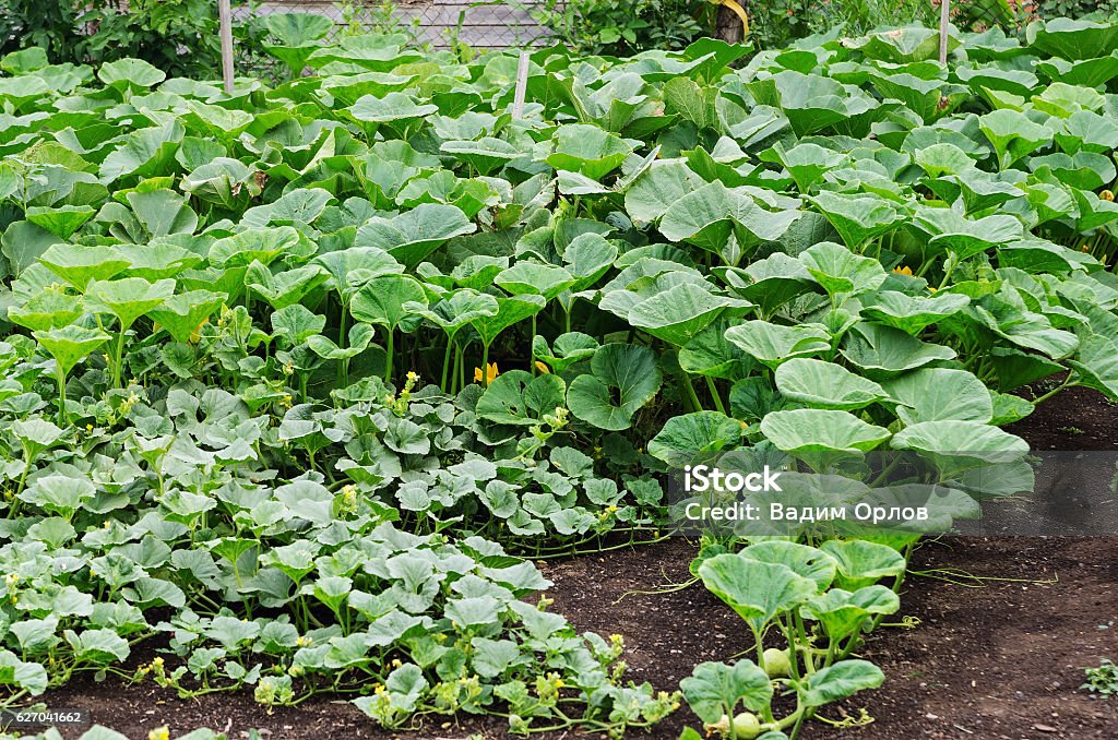 Vegetable garden, pumpkin bed Photographed in Russia, in the Orenburg region, in the countryside. Agriculture Stock Photo
