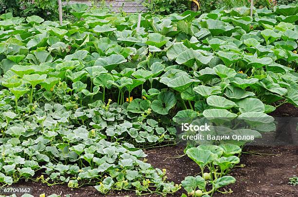 Vegetable Garden Pumpkin Bed Stock Photo - Download Image Now - Agriculture, Cultivated, Cultivated Land