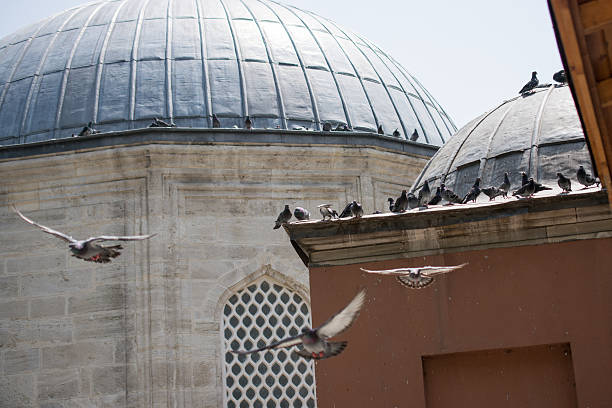 istock Pigeons in street 627042030