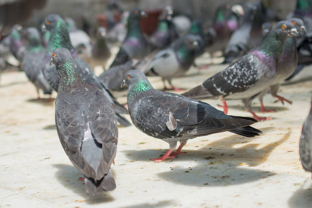 istock Pigeons in street 627042200
