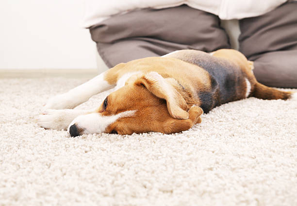 istock Dog lie on soft carpet. Beagle relax at home. 627044064