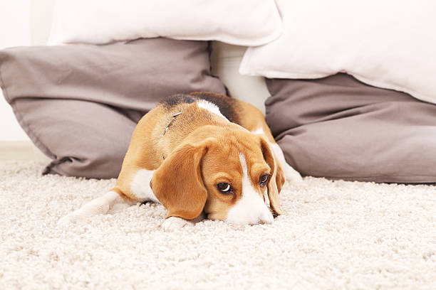 istock Sad beagle puppy on soft carpet 627045480