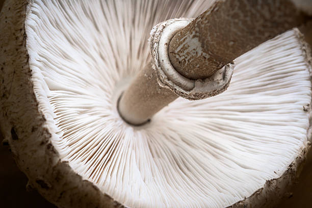 Parasol mushroom (Macrolepiota procera) mushroom gill, parasol mushroom underneath hypha stock pictures, royalty-free photos & images
