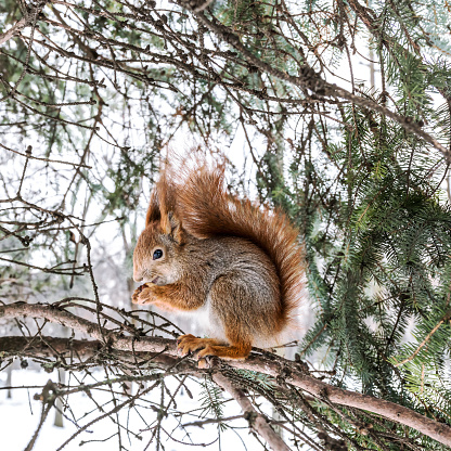 fluffy red squirrel sitting on fir-tree branch with nut in its paws looking leftwards