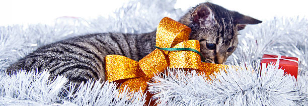 boże narodzenie kotka - london england christmas snow winter zdjęcia i obrazy z banku zdjęć