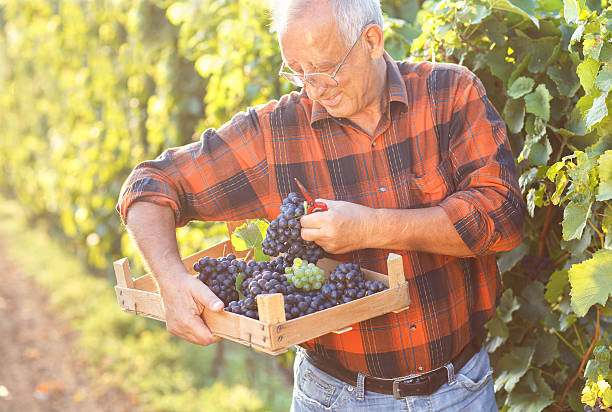 istock Senior man in the vineyard 627046400