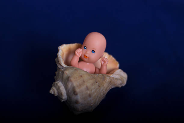 The embryo in the seashell on a dark background