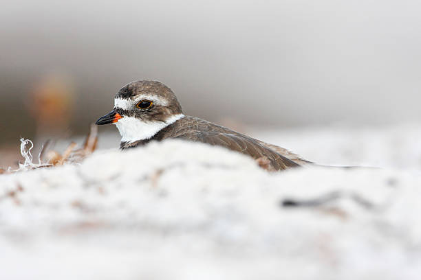 istock Semipalmated plover (Charadrius semipalmatus), Curry Hammock State Park, Florida, USA 627048684