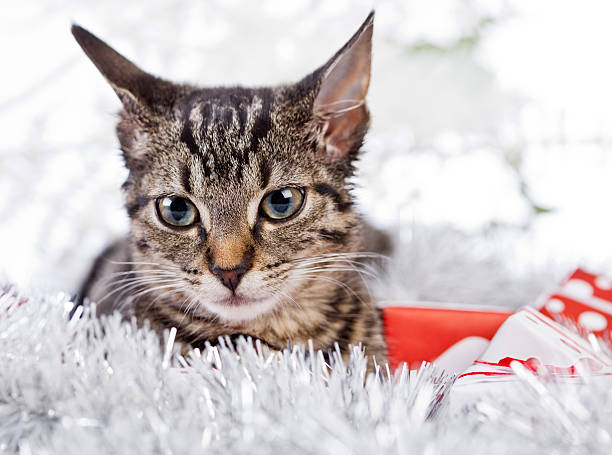 boże narodzenie kotka - london england christmas snow winter zdjęcia i obrazy z banku zdjęć