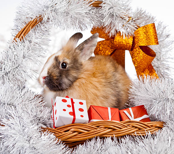 boże narodzenie królik - london england christmas snow winter zdjęcia i obrazy z banku zdjęć