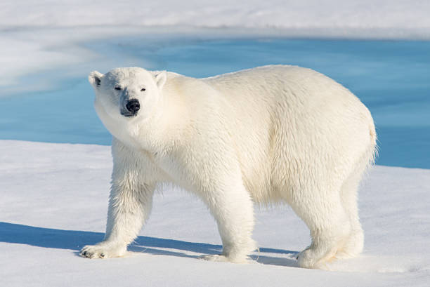 Polar bear Polar bear on the pack ice north of Spitsbergen polar bear snow bear arctic stock pictures, royalty-free photos & images