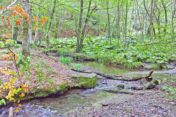 istock Yedigoller Lake and Forest 627067952