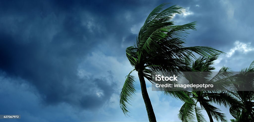 tropical storm waving palm trees in windy tropical storm over cloudy dark sky Hurricane - Storm Stock Photo