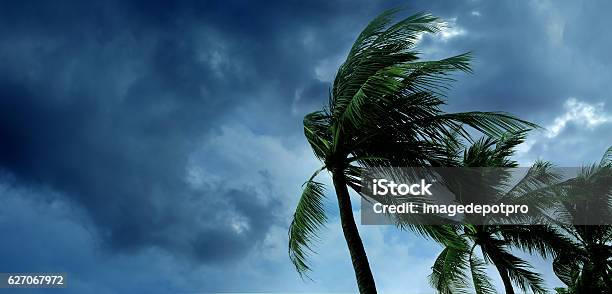 Tropical Storm Stock Photo - Download Image Now - Hurricane - Storm, Wind, Palm Tree
