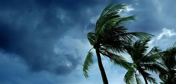 waving palm trees in windy tropical storm over cloudy dark sky