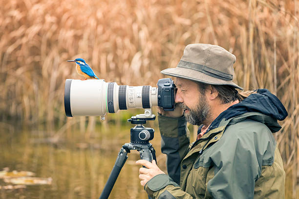 Clumsy nature photographer dont find the kingfisher on the len Photographer  is frightened by kingfisher, Alcedo atthis, Autumn telephoto lens stock pictures, royalty-free photos & images