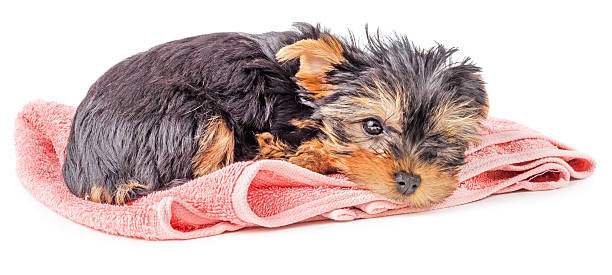 istock Sad Yorkshire terrier puppy on pink carpet isolated 627077446