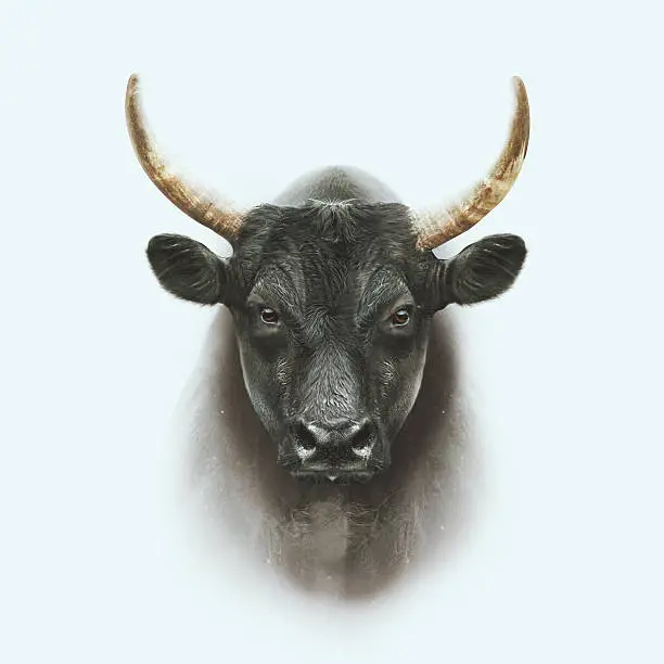 Photo of black camargue bull face portrait with double exposure effect