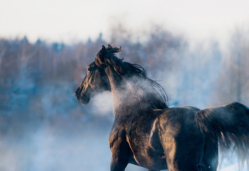 black horse winter portrait in action