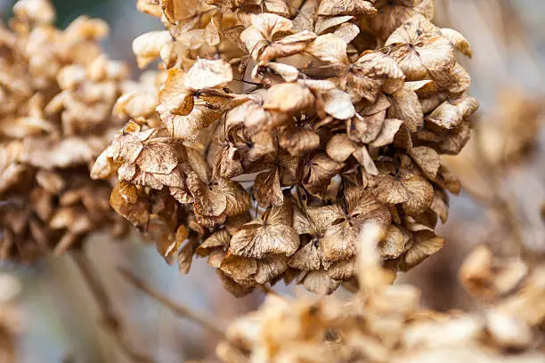 Withered hydrangea (hortensia) flowers in winter. Close up.