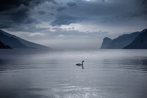 Lake Garda in Italy - Swan swimming into the lake.