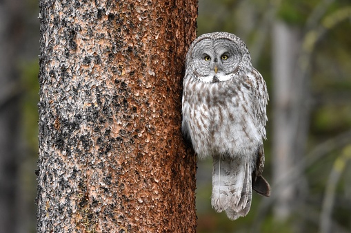 an Owl perches on a tree branch in Yellowstone National Park