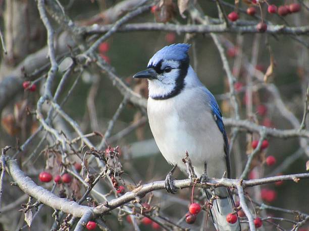 istock The alarm of the Forest-Bluejay 627080236