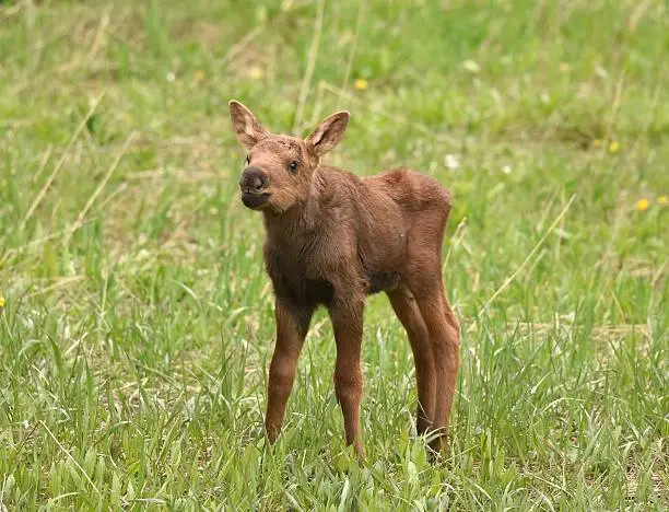 Photo of Moose Calf