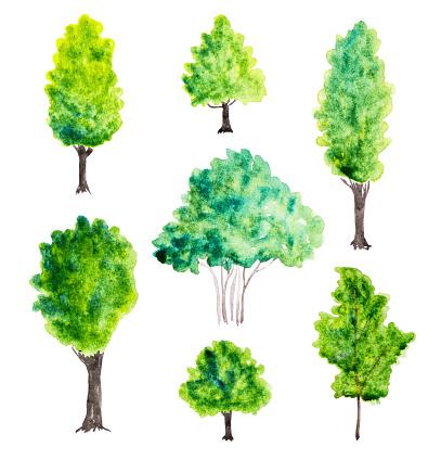 Watercolor trees on white background
