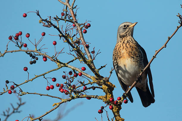 istock Fieldfare, Turdus pilaris 627089234