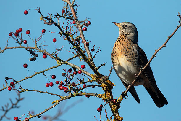 istock Fieldfare, Turdus pilaris 627089360
