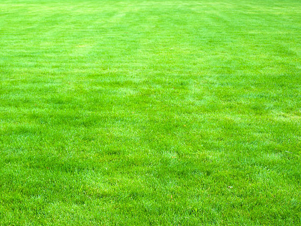 istock Close-up image of  spring green grass 627091744