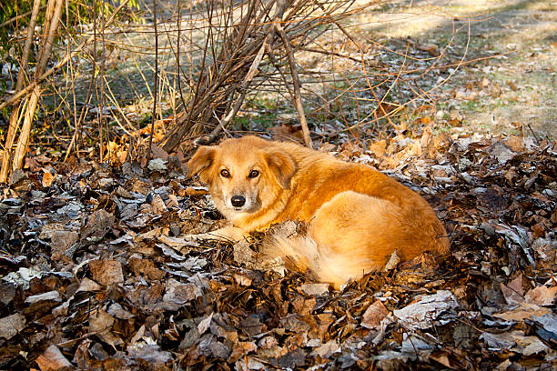 istock Red-haired dog lying on fallen leaves 627092236