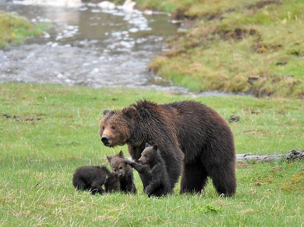 istock Grizzly Bear sow and cubs 627092450