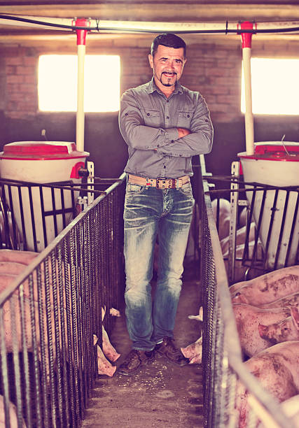 istock Man farmer standing in pigsty 627092698