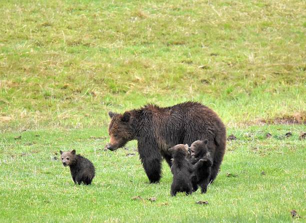 istock Grizzly Bear sow and cubs 627092730