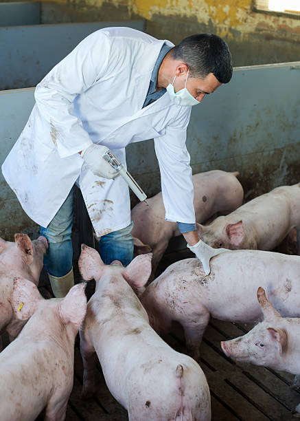 istock Male veterinarian at pig farm 627092826