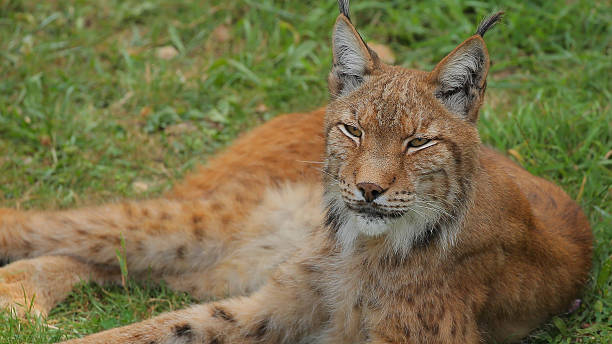 istock Eurasian Lynx in Cabarceno 627098426