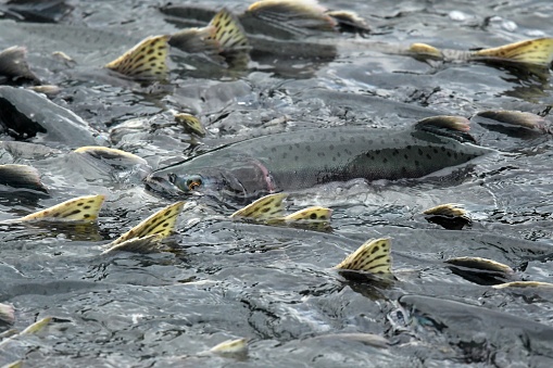 Salmon swim up stream to spawn near Valdez Alaska