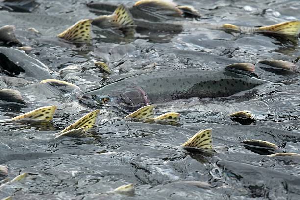 Pink Salmon Salmon swim up stream to spawn near Valdez Alaska prince william sound photos stock pictures, royalty-free photos & images