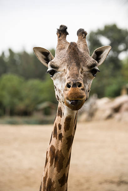 istock Portrait of a giraffe 627103264