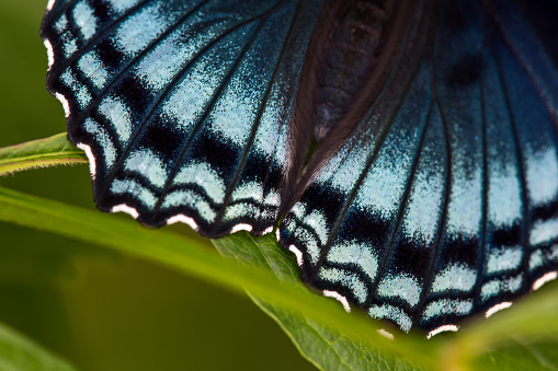 A close of up the scales and wing-lining hairs of a red-spotted purple butterfly