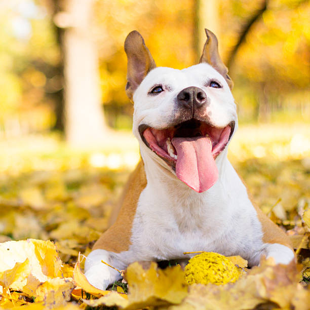 istock Portrait of a smiling dog 627103346